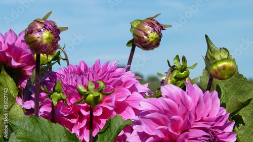 Photo: Dahlien vor blauem Himmel Dahlien vor blauem Himmel