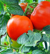 tomates