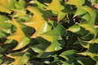 Texture feuilles Texture feuilles