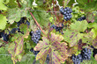 Weinherbst
