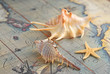 Photo: Marine shells on an old-time map Marine shells on an old-time map