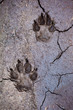 Wolf tracks Wolf tracks