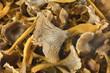 Chanterelle background