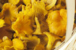Harvest of golden chanterelle