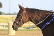 Western horse