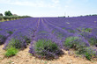 culture de Provence 2 culture de Provence 2