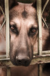 Sad dog behund bars