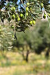 OLIVES ET OLIVIERS