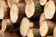 Foto: Baumfällen Baumfällen