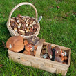 Waldpilze im Korb