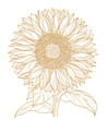 sunflower isolated on white vector line art