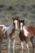 Wild mustangs of McCullough Peak