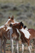 Wild mustangs of McCullough Peak