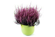 pot of heather