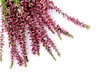 heather