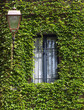 Efeu-begrünte Fassade