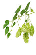 Hops branch Hops branch