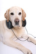 relaxing dog