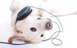 musik hund relaxen