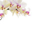 Carte avec fleurs