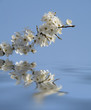 Cherry blossom reflected in water
