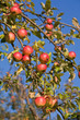 Apfelbaum