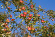 Apfelbaum