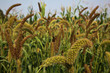 Field of millet