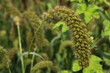 Millet
