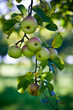 Apfelbaum