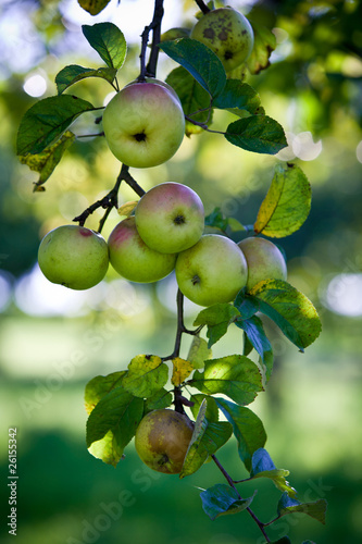Photo: Apfelbaum Apfelbaum