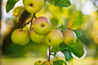 Apfelbaum