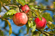 Apfelbaum