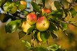 Apfelbaum
