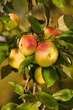 Apfelbaum