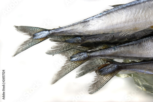 Photo: saury saury