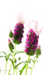 lavender flower on the white background