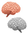 brain