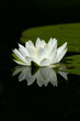 Wild White Lily Pad Flower With Reflection On Calm Water