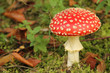 Fliegenpilz