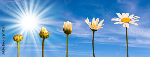Photo: Etapes de la croissance d'une marguerite, fond ciel Etapes de la croissance d'une marguerite, fond ciel