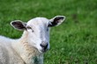 White Sheep