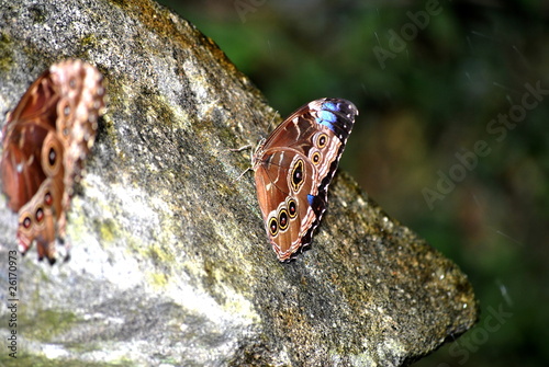 Photo: Brown Butterflies Brown Butterflies