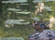 Wood duck resting on rock Wood duck resting on rock