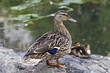 Female Mallard duck Female Mallard duck
