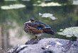 Wood duck resting on rock Wood duck resting on rock