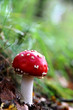 Fliegenpilz