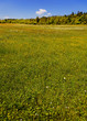 sommerwiese