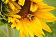 bee in sunflower