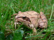 grenouille dans le jardin grenouille dans le jardin